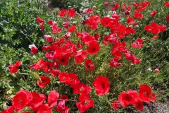 IMG_20220530_123049